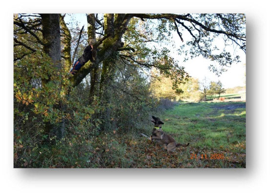 Le Sauvetage est une discipline officielle de la Centrale Canine qui met en avant l’odorat, l’obéissance et la complicité entre le chien et son maître. Elle consiste à retrouver des personnes disparues à travers différents exercices d’obéissance