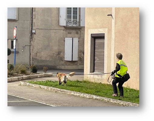 Le Sauvetage est une discipline officielle de la Centrale Canine qui met en avant l’odorat, l’obéissance et la complicité entre le chien et son maître. Elle consiste à retrouver des personnes disparues à travers différents exercices d’obéissance.