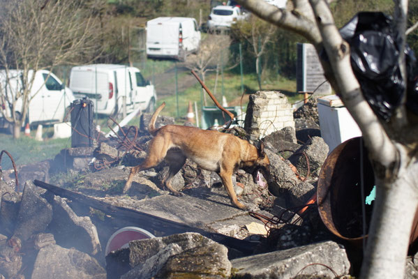Le Sauvetage est une discipline officielle de la Centrale Canine qui met en avant l’odorat, l’obéissance et la complicité entre le chien et son maître. Elle consiste à retrouver des personnes disparues à travers différents exercices d’obéissance.