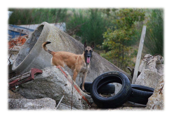 Le Sauvetage est une discipline officielle de la Centrale Canine qui met en avant l’odorat, l’obéissance et la complicité entre le chien et son maître. Elle consiste à retrouver des personnes disparues à travers différents exercices d’obéissance.