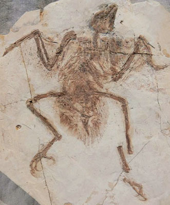 Confuciusornis sanctus (Liaoning, Chine)
