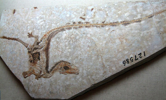 Sinosauropteryx (Liaoning, Chine)