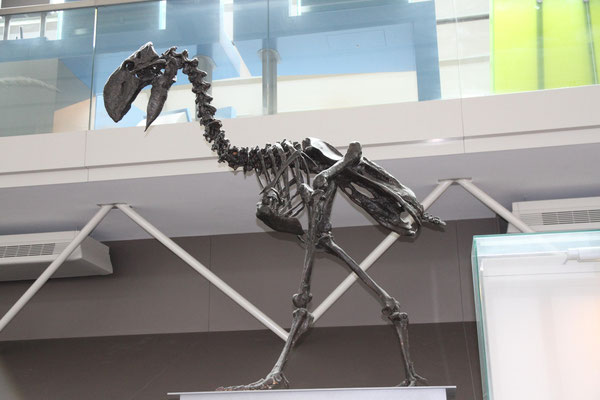 Gastornis