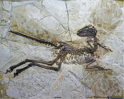 Zhenyuanlong suni (Liaoning, Chine)