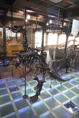 Iguanodon bernissartensis en position "kangourou". On sait aujourd'hui qu'ils étaient essentiellement quadrupèdes