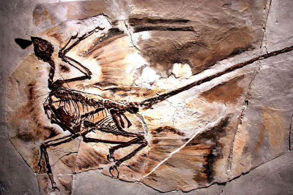 Microraptor (Liaoning, Chine)