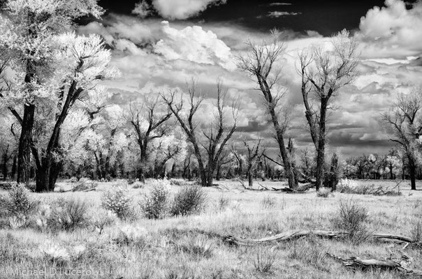 Seedskadee NWR, Wyoming. Photographed using infrared converted camera