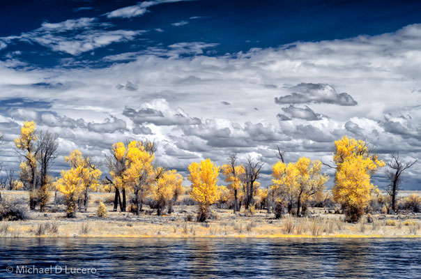 Trees along the Green River. Seedskadee NWR, Wyoming. Manipulated infrared capture.
