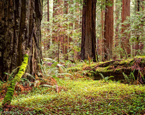 Coastal Redwoods, California