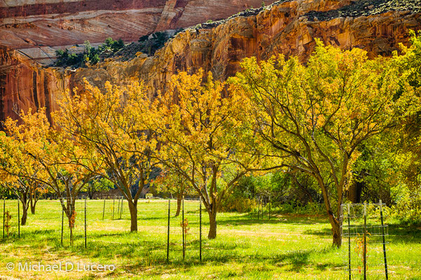 Autumn orchard, Capitol Reef NP, Utah