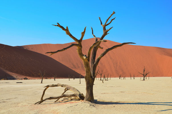Kameldornbaum in Namibia
