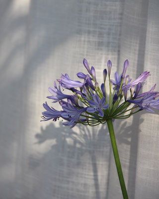 Schattenwurm auf Vorhangstoff