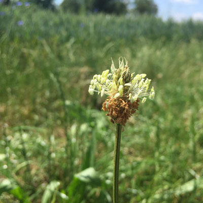 Blüte des Spitzwegerichs.