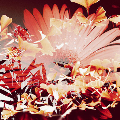 Gerbera & Oleander, 2018, 30 x 30 cm, Alu Dibond Druck