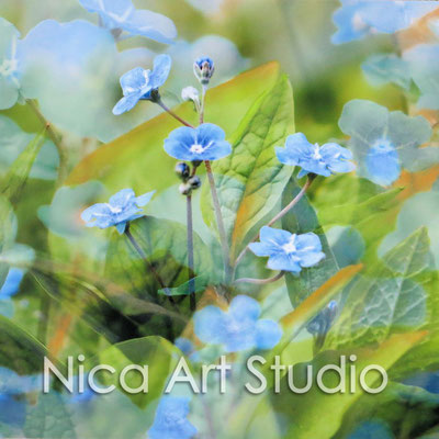 Forget-me-not, 2015, 20 x 20 cm, photograph with oil paint