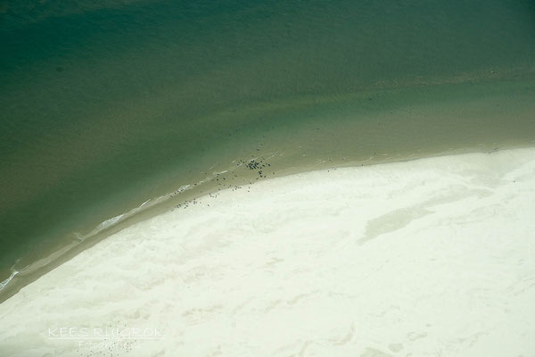 Zeehonden op de Razende Bol