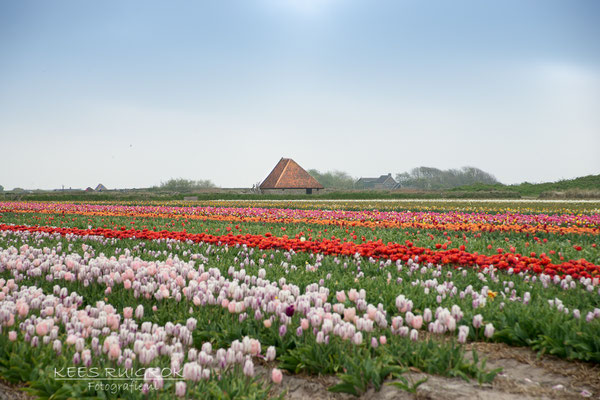 Bollenveld Den Hoorn