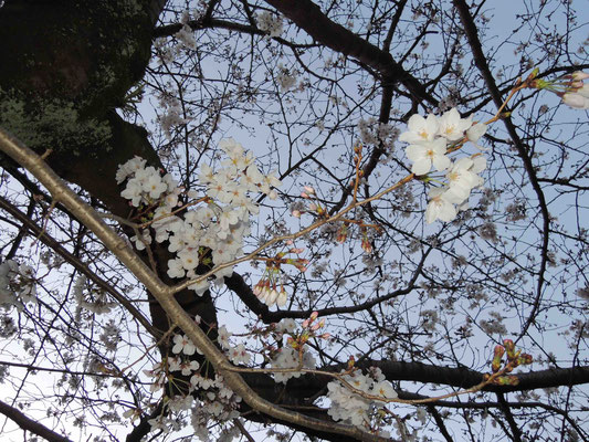 甲突川沿いの桜