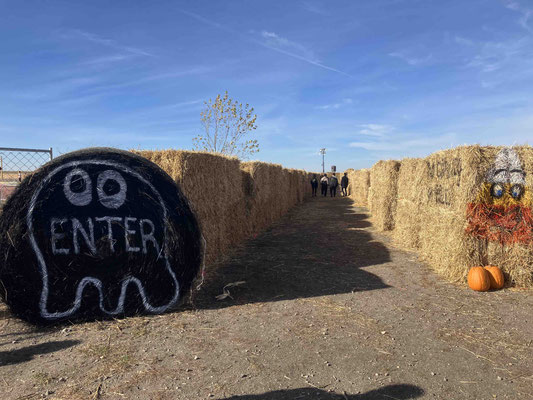Corn Maze 10/20