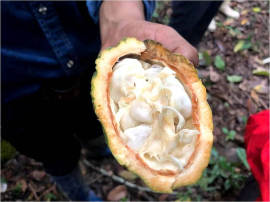 (ｱﾏｿﾞﾝ)白い実のままでも食べられ酸味がある(種がｶｶｵ)
