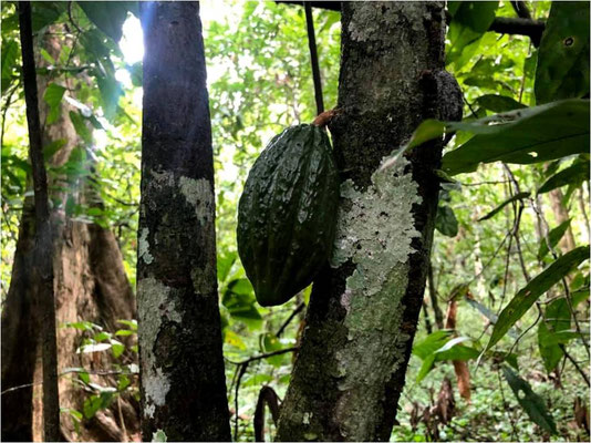 (ｶｶｵ)酸味があり白い実のままでも食べられる(ｱﾏｿﾞﾝ地域)