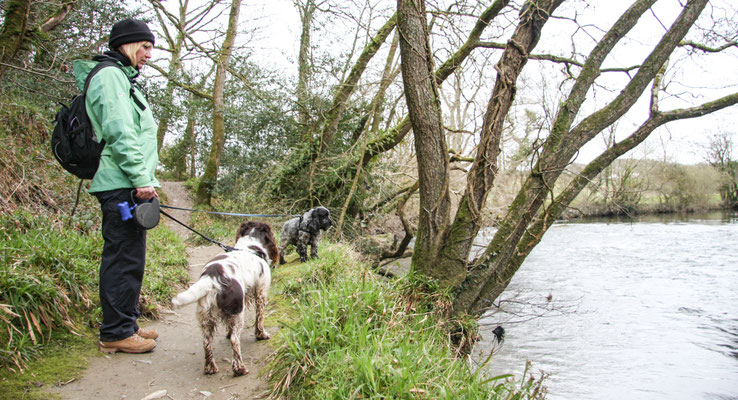 Easter in Cardigan Bay