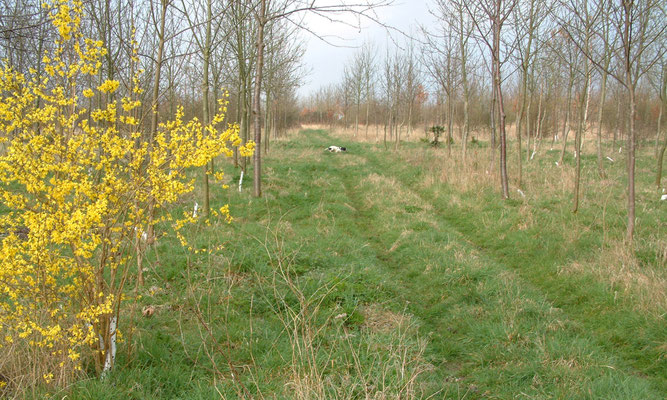 Shorthorn Woods walks, Throckmorton