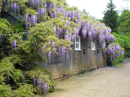 National Trust: Hidcote National Trust: Hidcote 