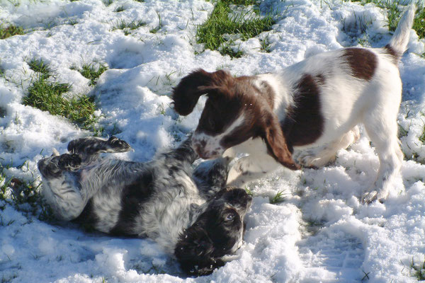 Zebbie & Rosie and some snow