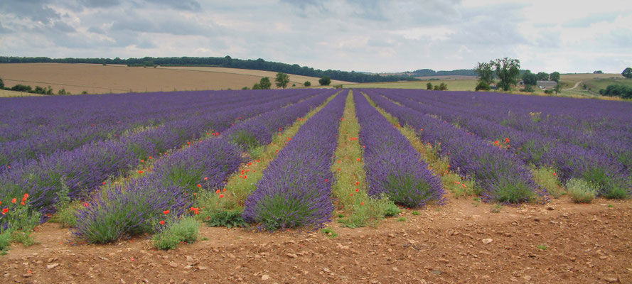 Snowshill Lavender Farm in the Cotswolds
