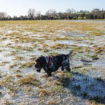 River walk, Twinning