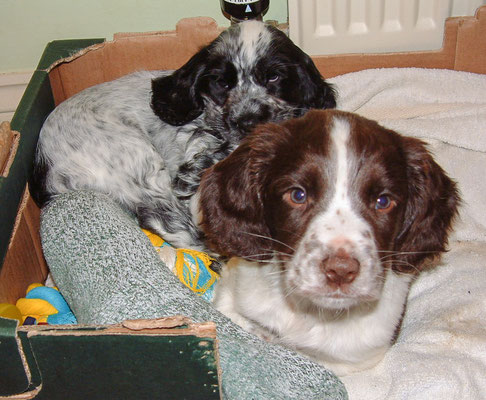 Zebbie & Rosie take a break