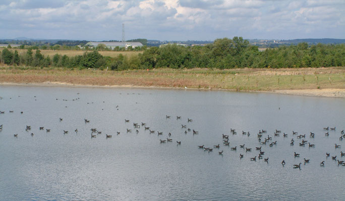 Around the ponds behind the airfield and foot & mouth burial site