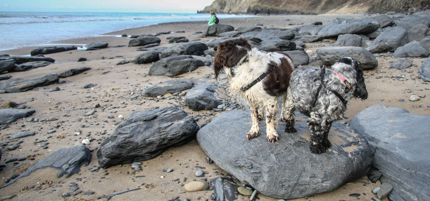 Easter in Cardigan Bay