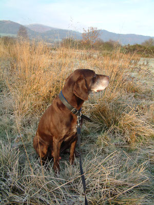 Walking William on Welland Common - early morning 