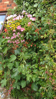 Hanging baskets
