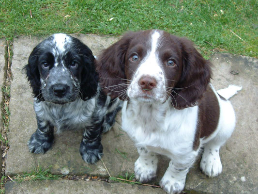 Zebbie & Rosie do a bit of training