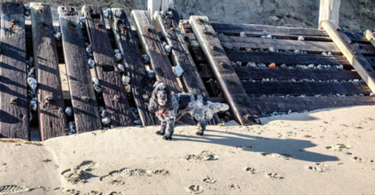 February, Skeyton stay, Norfolk