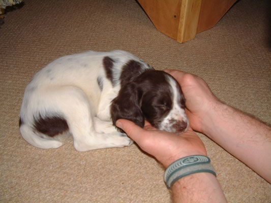 Zebedee on his first night (on his own!)