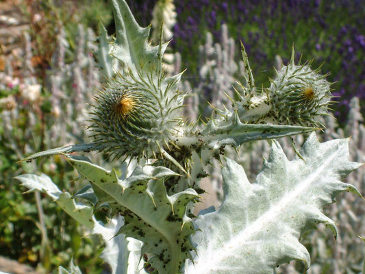 Birlingham rare plant day at Birlingham House