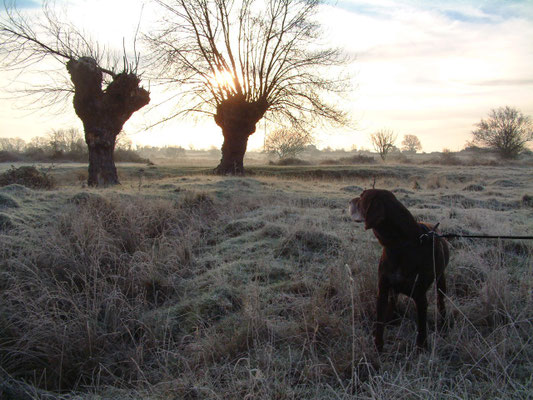 Walking William on Welland Common - early morning 