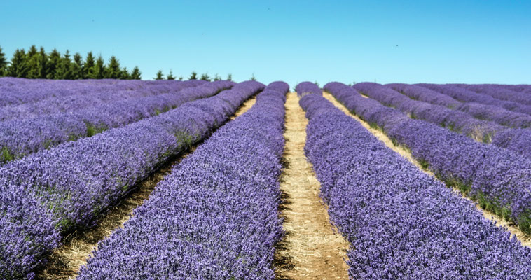 Cotswolds, Snowshill lavender farm