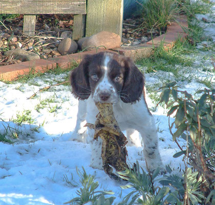Zebbie & Rosie and some snow