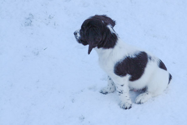Zebbie & Rosie and some snow