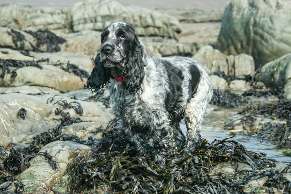 Easter hols in north Devon: staying at Ensis near Barnstaple