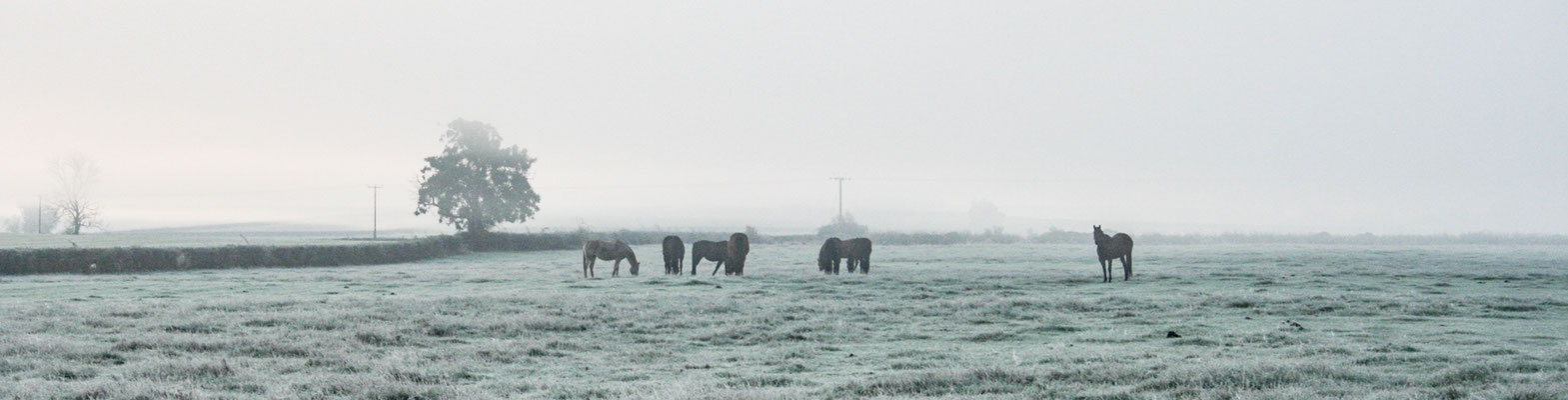 Winter walk round the Stud fields, Throckmorton