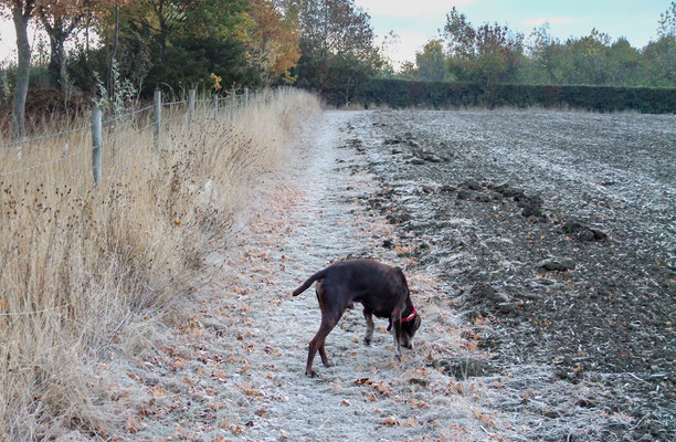 Frosty morning walk with Will around Throckmorton Stud fields