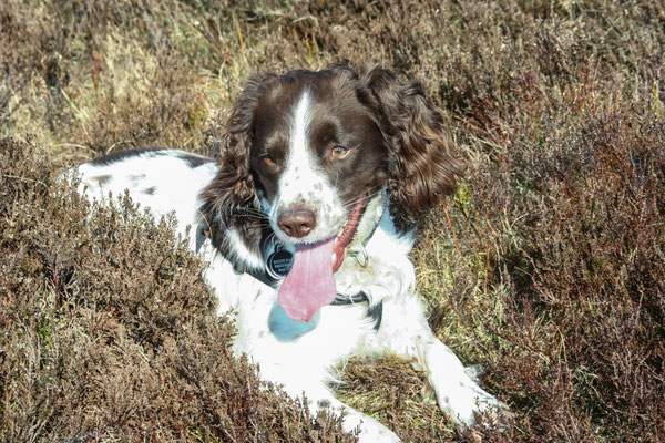 Easter hols in north Devon: Dunkery Beacon