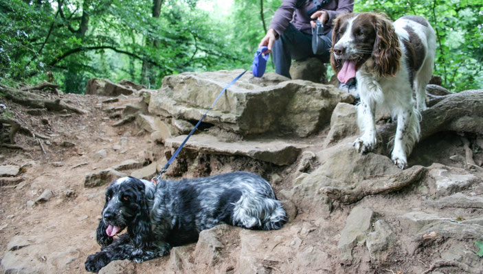 Tintern Abbey, Wye Valley