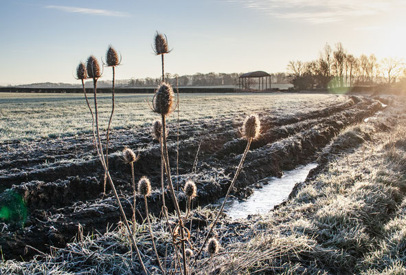 Frosty days in Throckmorton